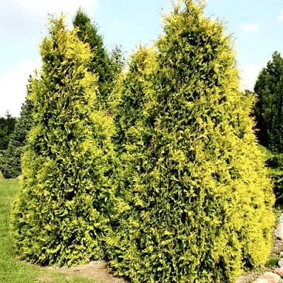Туя САЛЛАНД западная  Туя САЛЛАНД западная в Пензе