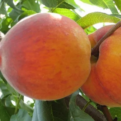 Персик СОЧНЫЙ  Персик СОЧНЫЙ в Пензе