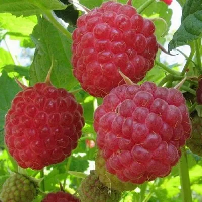 Малина НОВОСТЬ КУЗЬМИНА  в Пензе