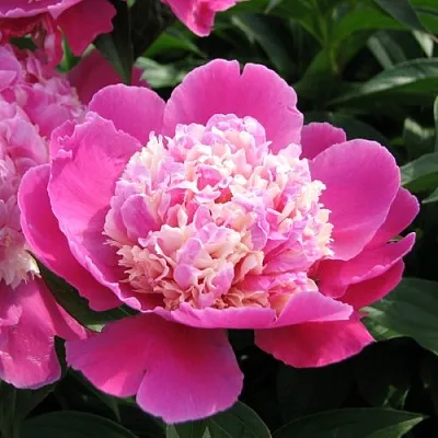 Пион КОРА СТАББС травянистый  Пион КОРА СТАББС травянистый в Пензе