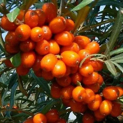 Облепиха ПЛАМЕННАЯ  Облепиха ПЛАМЕННАЯ в Пензе