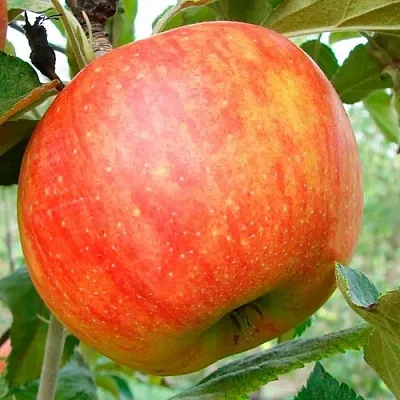 Яблоня ЦЕЛЕСТЕ  Яблоня ЦЕЛЕСТЕ в Пензе