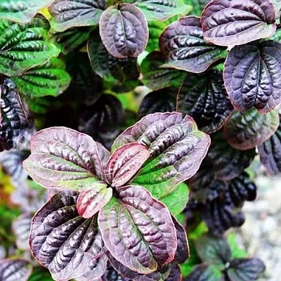 дерен КОМПРЕССА кроваво-красный  дерен КОМПРЕССА кроваво-красный в Пензе