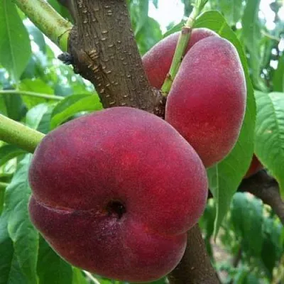 Персик АЛЕКС ИНЖИРНЫЙ  Персик АЛЕКС ИНЖИРНЫЙ в Пензе