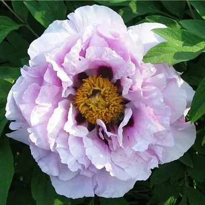 Пион СИНИЙ САПФИР древовидный в Пензе