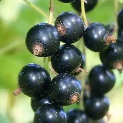 Смородина черная СТРЕЛЕЦ  Смородина черная СТРЕЛЕЦ в Пензе