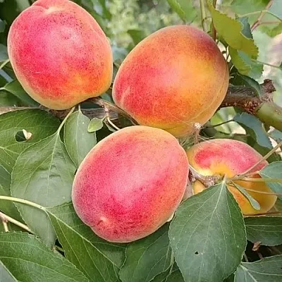 Абрикос ОСОБЕННЫЙ ДЕНИСЮКА в Пензе