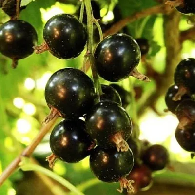 Смородина чёрная НАРА  Смородина чёрная НАРА в Пензе