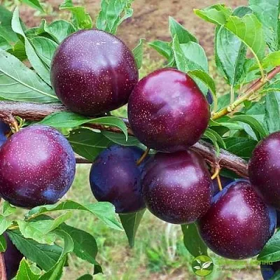 Шарафуга ВЕЛЬВЕТ САНРАЙЗ  Шарафуга ВЕЛЬВЕТ САНРАЙЗ в Пензе