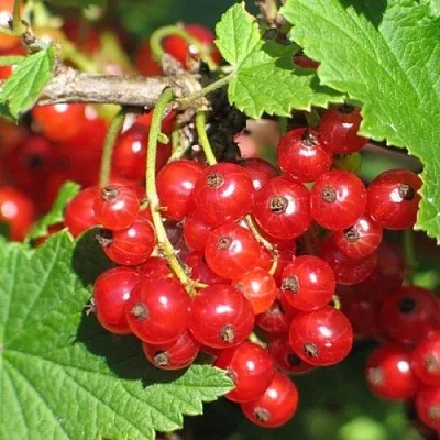 Смородина красная РАЧКОВСКАЯ  Смородина красная РАЧКОВСКАЯ в Пензе