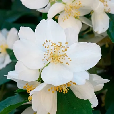 Жасмин ЮСТИНКА  Жасмин ЮСТИНКА в Пензе