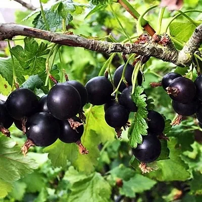 Йошта КРЫМСКАЯ в Пензе