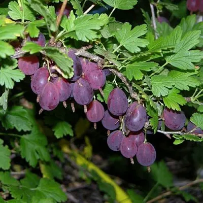 Крыжовник ГРУШЕНЬКА  Крыжовник ГРУШЕНЬКА в Пензе