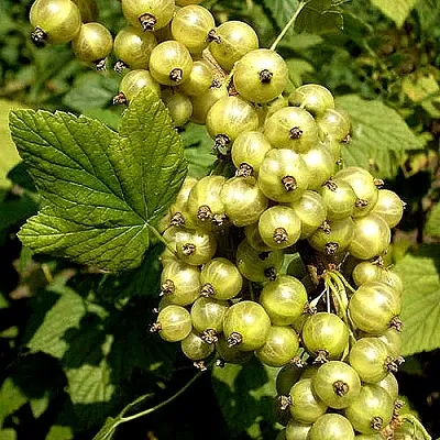 Смородина зеленоплодная СНЕЖНАЯ КОРОЛЕВА  Смородина зеленоплодная СНЕЖНАЯ КОРОЛЕВА в Пензе
