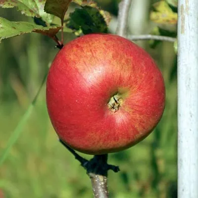 Яблоня ДЫЯМЕНТ  Яблоня ДЫЯМЕНТ в Пензе