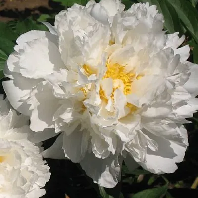 Пион БОУЛ ОФ КРИМ травянистый  Пион БОУЛ ОФ КРИМ травянистый в Пензе