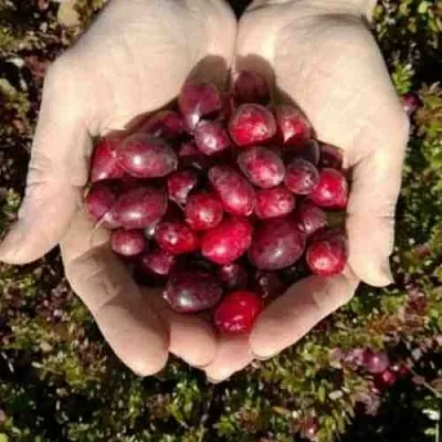 Клюква ХАБЕЛЬМАН  Клюква ХАБЕЛЬМАН в Пензе