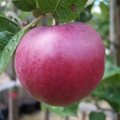 Яблоня НОРИС в Пензе