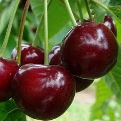 Вишня МИЛАВИЦА в Пензе