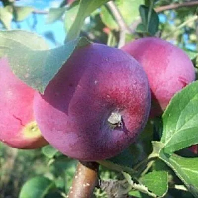 Яблоня СЕРЕБРЯНОЕ КОПЫТЦЕ  Яблоня СЕРЕБРЯНОЕ КОПЫТЦЕ в Пензе