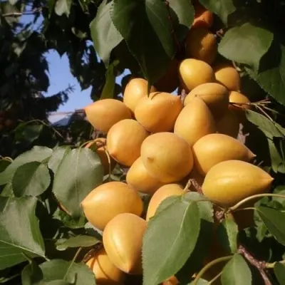 Абрикос МАНИТОБА — описание сорта Абрикос МАНИТОБА в Пензе