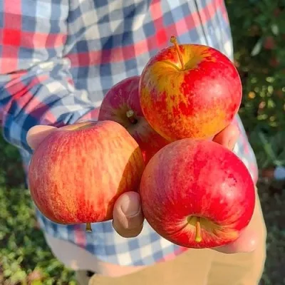 Яблоня КРАСАВИТА  Яблоня КРАСАВИТА в Пензе