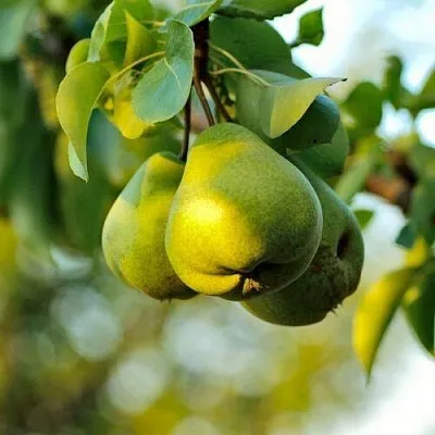 Груша СТОЛИЧНАЯ колонновидная в Пензе
