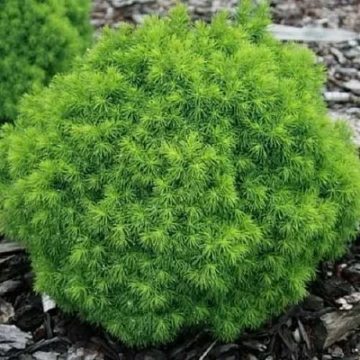 Ель АЛЬБЕРТА ГЛОБ сизая  Ель АЛЬБЕРТА ГЛОБ сизая в Пензе