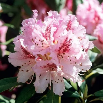 Рододендрон ЧИР  Рододендрон ЧИР в Пензе