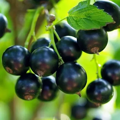 Смородина чёрная ВЕЛОЙ (ЛЕНИНГРАДСКАЯ СЛАДКАЯ)  Смородина чёрная ВЕЛОЙ (ЛЕНИНГРАДСКАЯ СЛАДКАЯ) в Пензе