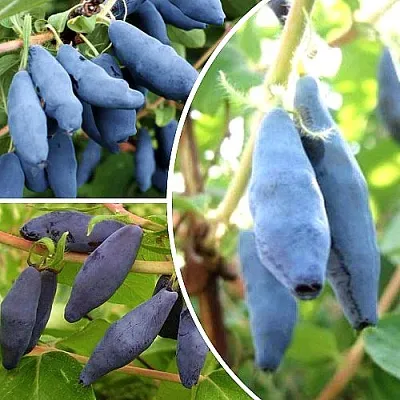 Комплект СЛАДКИЕ ХИТЫ в Пензе