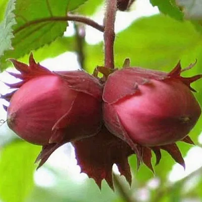 Фундук АЙВЕНГО в Пензе