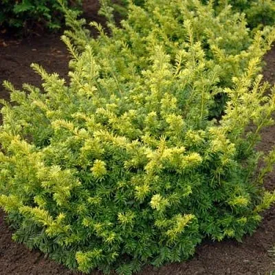 Тис ЭЛЕГАНТИССИМА ягодный в Пензе