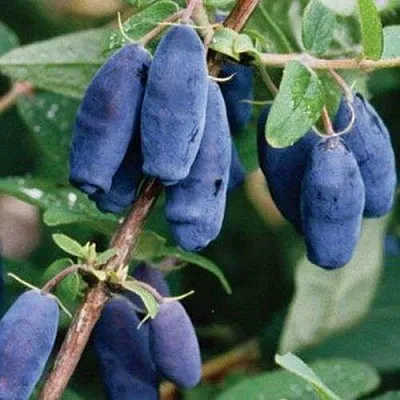 Жимолость съедобная ЛАЗУРНАЯ в Пензе