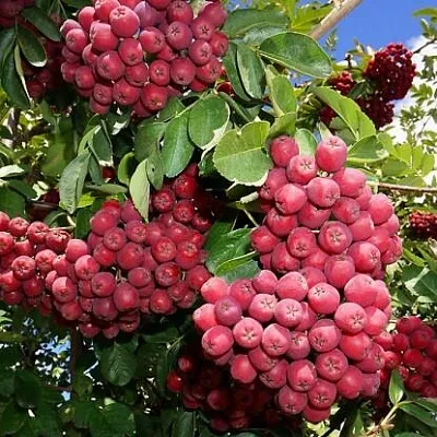 Рябина ГРАНАТНАЯ сладкоплодная  Рябина ГРАНАТНАЯ сладкоплодная в Пензе