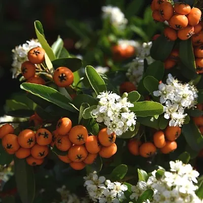 Пираканта  Пираканта в Пензе