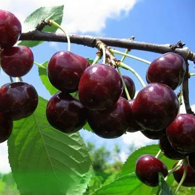 Дюк ЧУДО-ВИШНЯ  Дюк ЧУДО-ВИШНЯ в Пензе