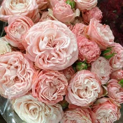 Саженцы роз МАДАМ БОМБАСТИК спрей  Саженцы роз МАДАМ БОМБАСТИК спрей в Пензе