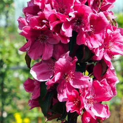 Яблоня МАЛИНОВОЕ ОЖЕРЕЛЬЕ колонновидная  Яблоня МАЛИНОВОЕ ОЖЕРЕЛЬЕ колонновидная в Пензе