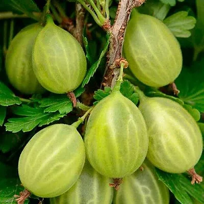 Крыжовник УРАЛЬСКИЙ ИЗУМРУД  Крыжовник УРАЛЬСКИЙ ИЗУМРУД в Пензе