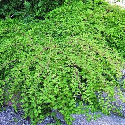 Стефанандра  Стефанандра в Пензе