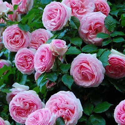 Саженцы роз ПЬЕР ДЕ РОНСАР плетистая  Саженцы роз ПЬЕР ДЕ РОНСАР плетистая в Пензе