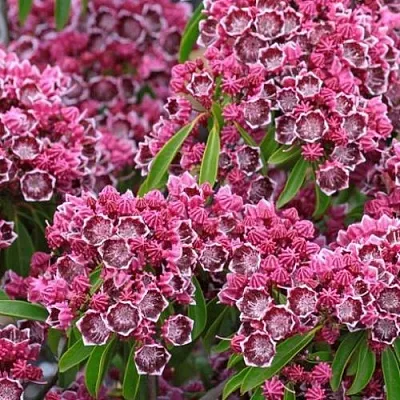 Кальмия  Кальмия в Пензе