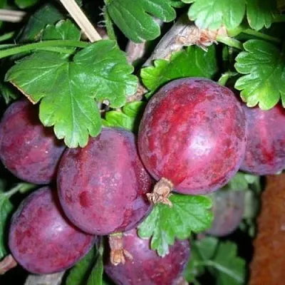 Крыжовник КОЛОБОК  Крыжовник КОЛОБОК в Пензе