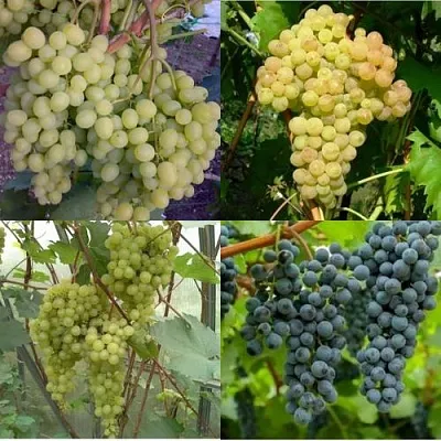 Комплект ВИНОГРАДНАЯ РАДУГА в Пензе