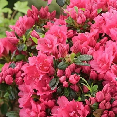 Азалия  Азалия в Пензе