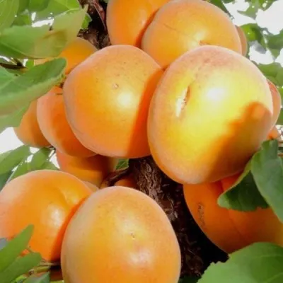 Абрикос ДЕСЕРТНЫЙ — описание сорта Абрикос ДЕСЕРТНЫЙ в Пензе