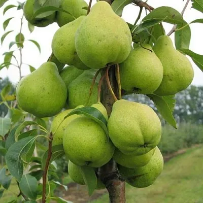 Груша ДЕКОР колонновидная в Пензе