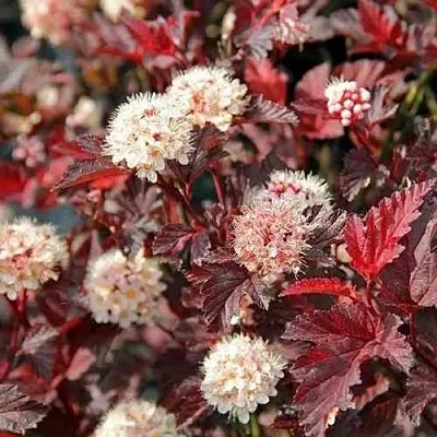 Пузыреплодник ЛЕДИ ИН РЕД в Пензе