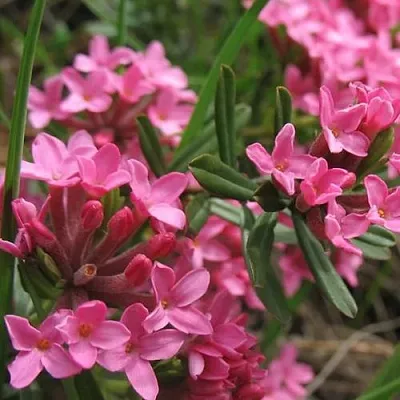 Волчеягодник  Волчеягодник в Пензе
